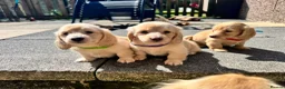 Miniature Dachshund dogs for sale: KC mini ee/ii cream long hair - Advert 9