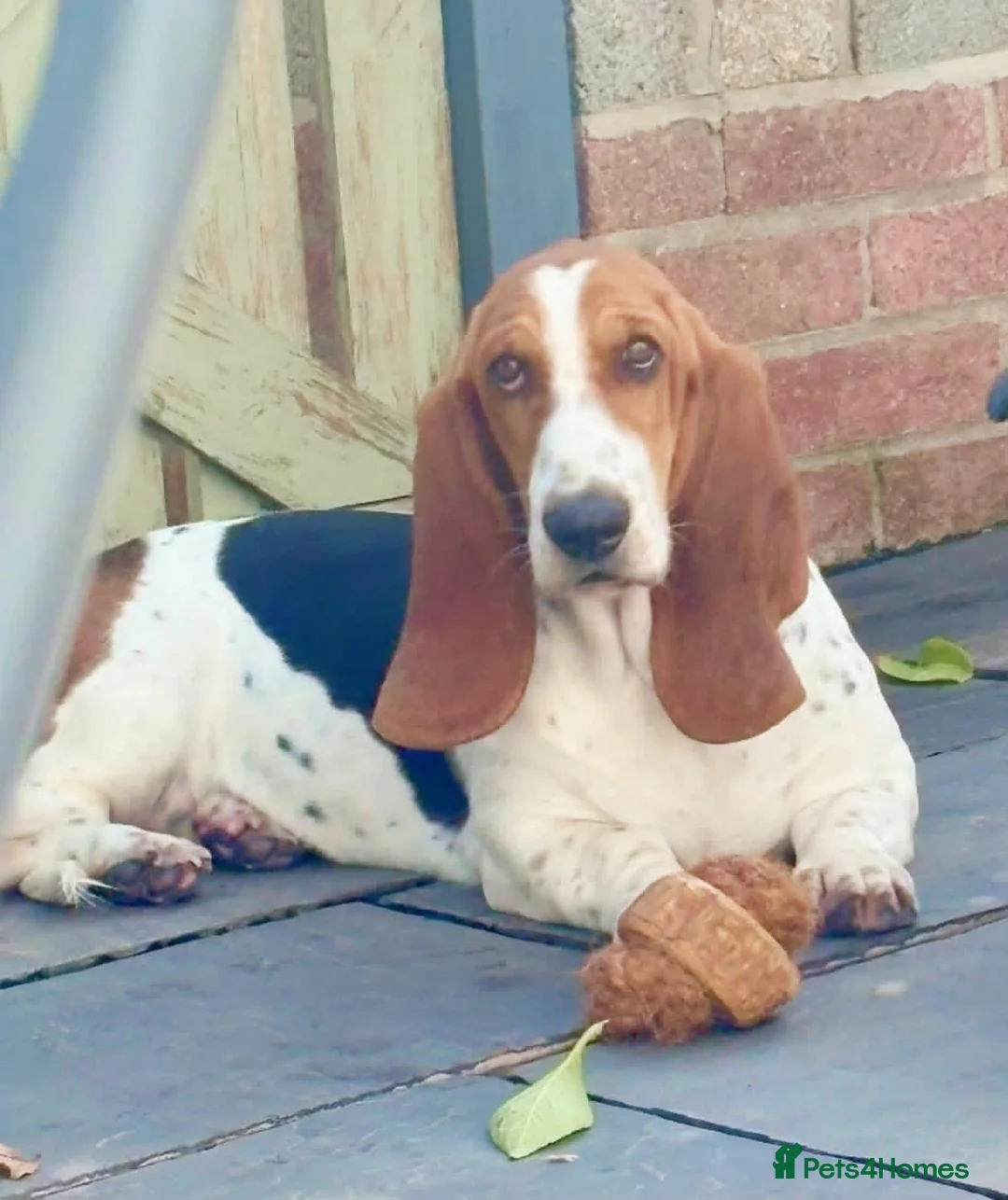 Basset Hound dogs for sale: Basset hound female  - Advert 6