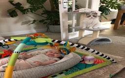 Ragdoll cats for sale: Female kitten become available! Pure Ragdoll in Derby - Image 16