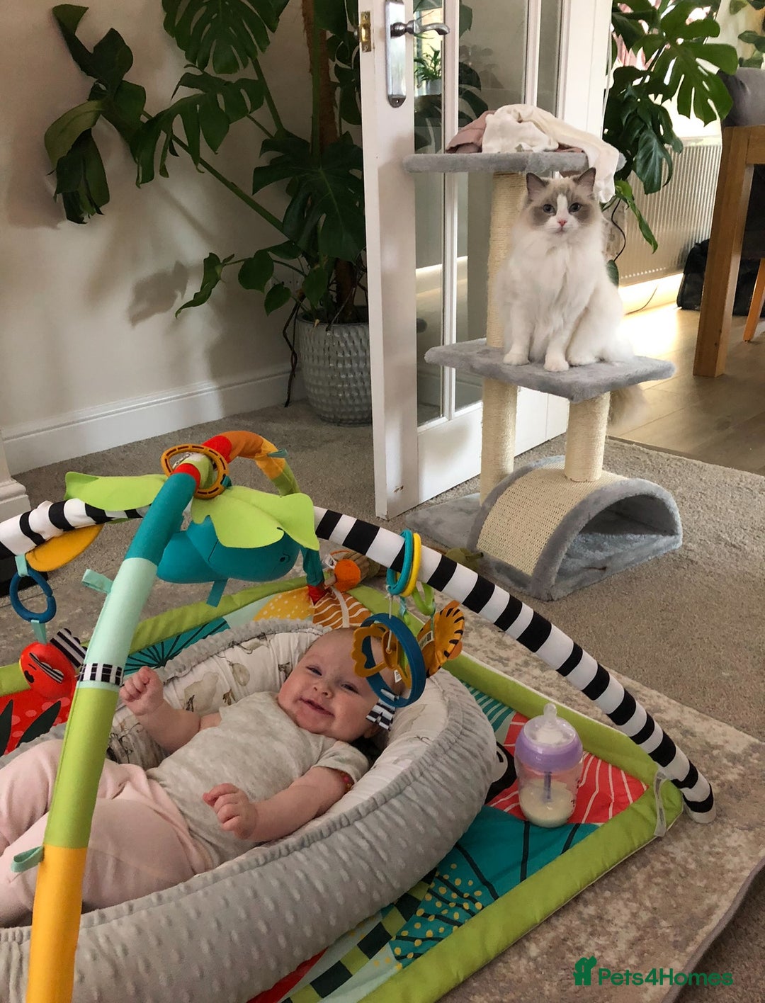Ragdoll cats for sale: Female kitten become available! Pure Ragdoll in Derby - Image 16