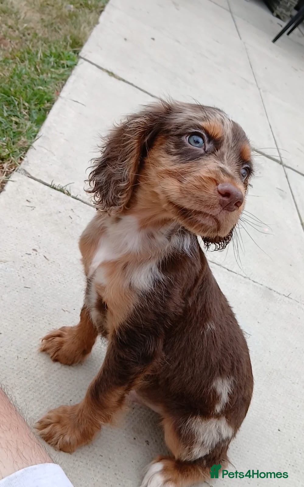 Cocker Spaniel dogs 💙LAST ONE LEFT 💙 REDUCED £900 - Advert 1