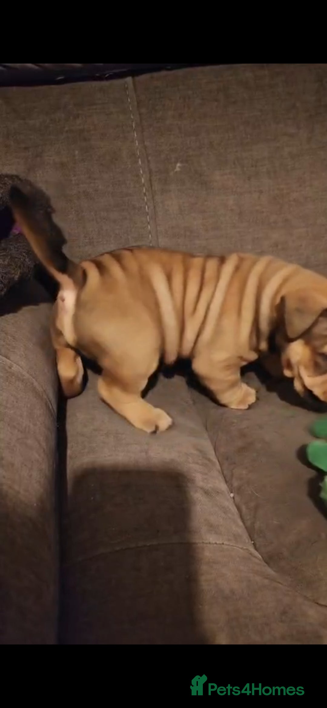 Mixed Breed dogs for sale: New england bulldogs  - Advert 14