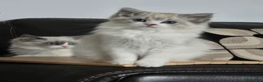 Ragdoll 3