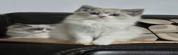 Ragdoll cats for sale: Tica Pedigree Ragdolld in Dalkeith - Advert 11