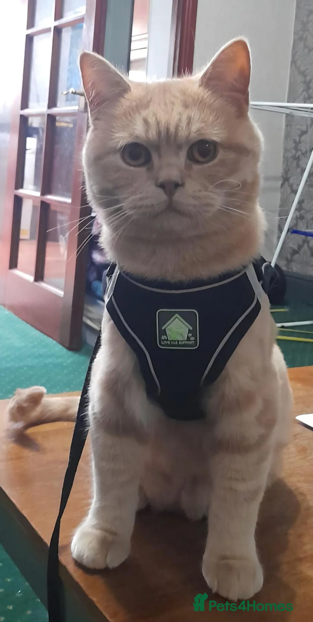 British Shorthair cats for sale: British Shorthair cream boy - Advert 2