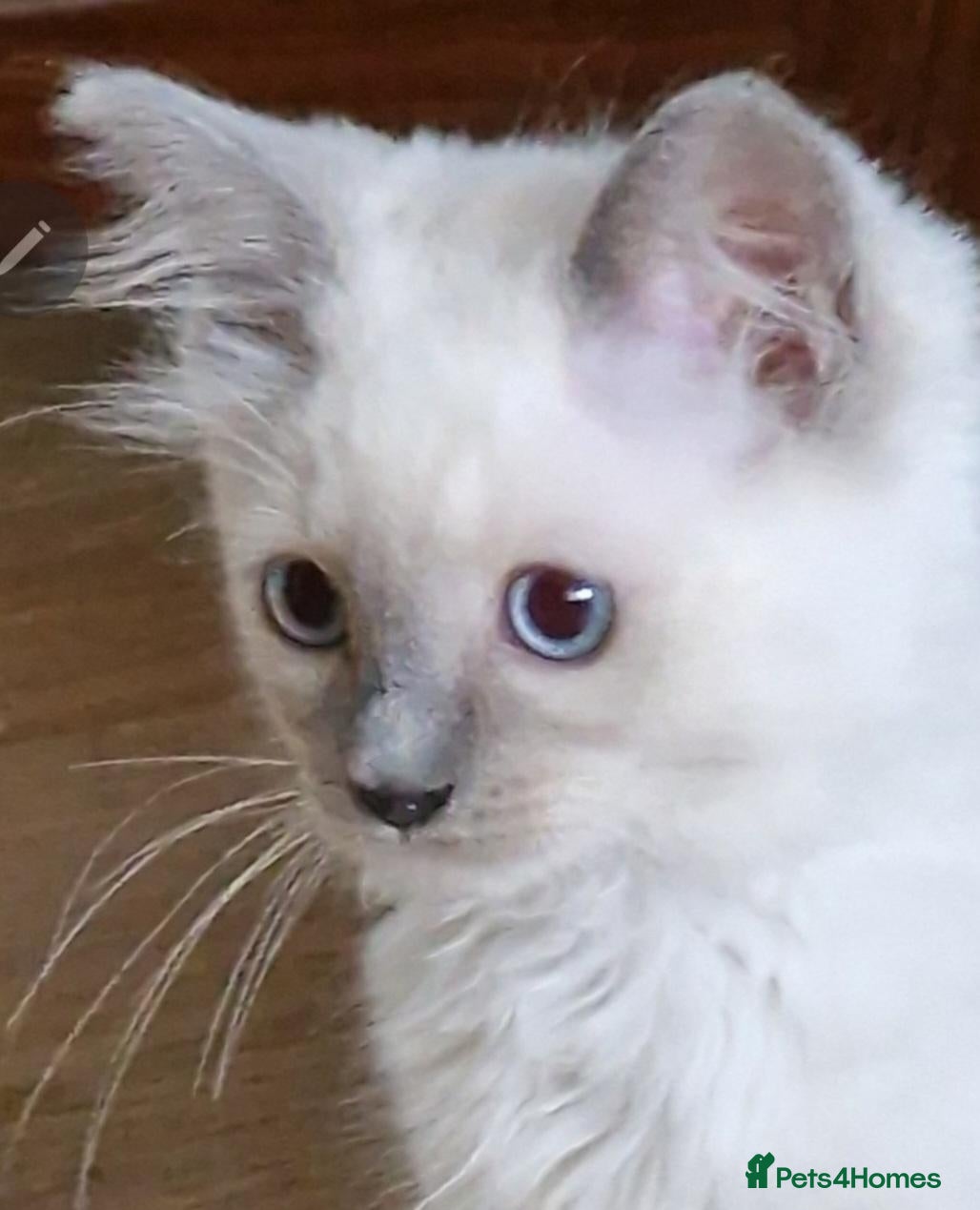 Ragdoll cats for sale: Gorgeous gccf reg Ragdoll kittens - Advert 1