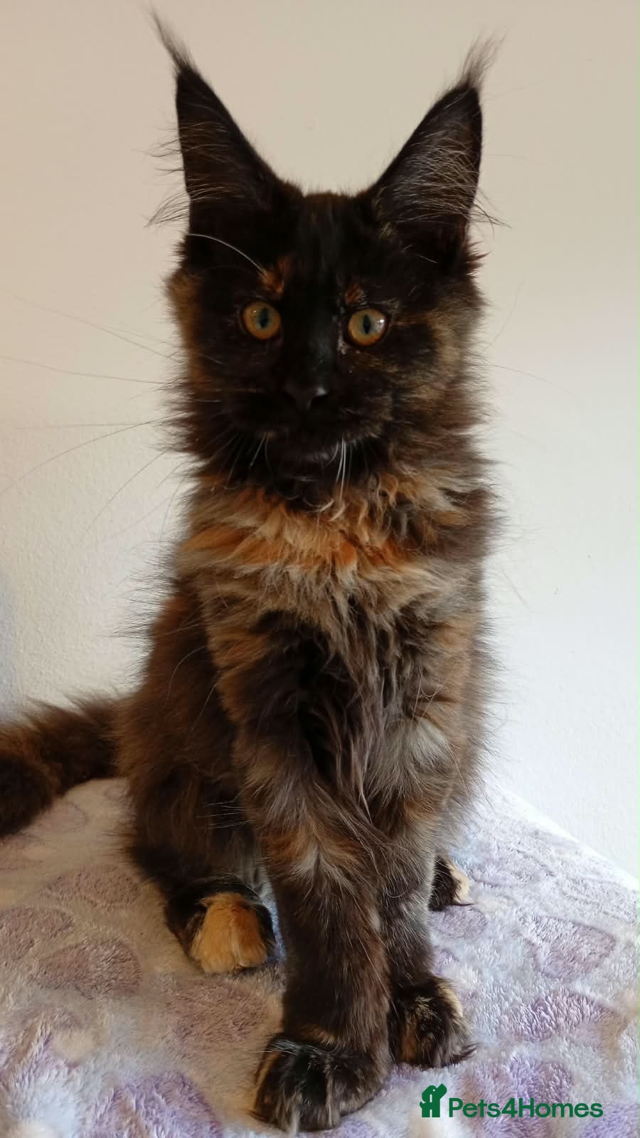 Maine Coon cats TWO GIRLS LEFT! Stunning Maine Coon Kittens - Advert 2