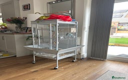 Budgerigars birds for sale: Free to good home  - Image 2