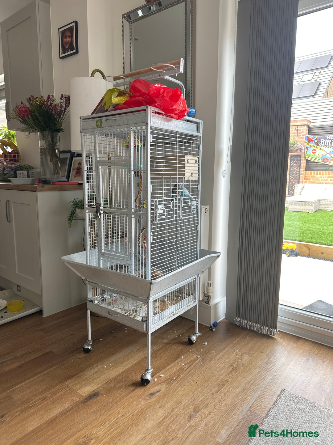 Budgerigars birds for sale: Free to good home  - Image 2