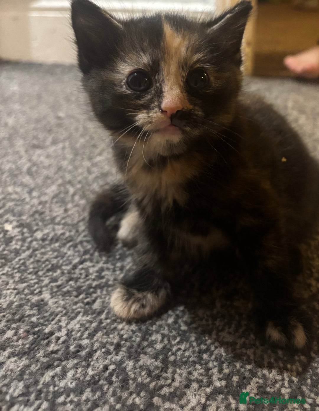 Mixed Breed cats for sale: Siamese kitties💕  - Advert 3