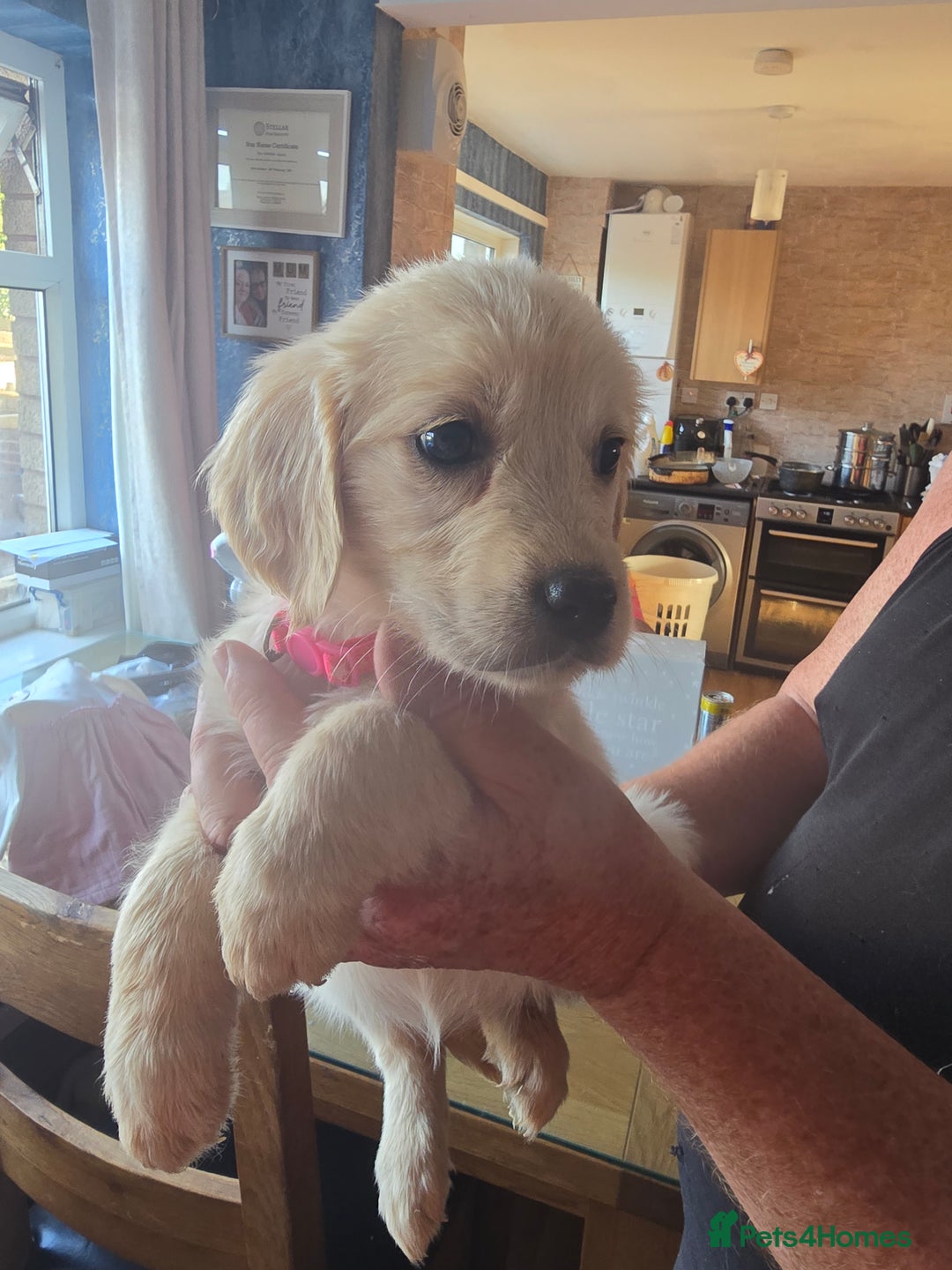 Golden Retriever dogs for sale: Beautiful Golden Retrievers READY TO GO!  - Image 6