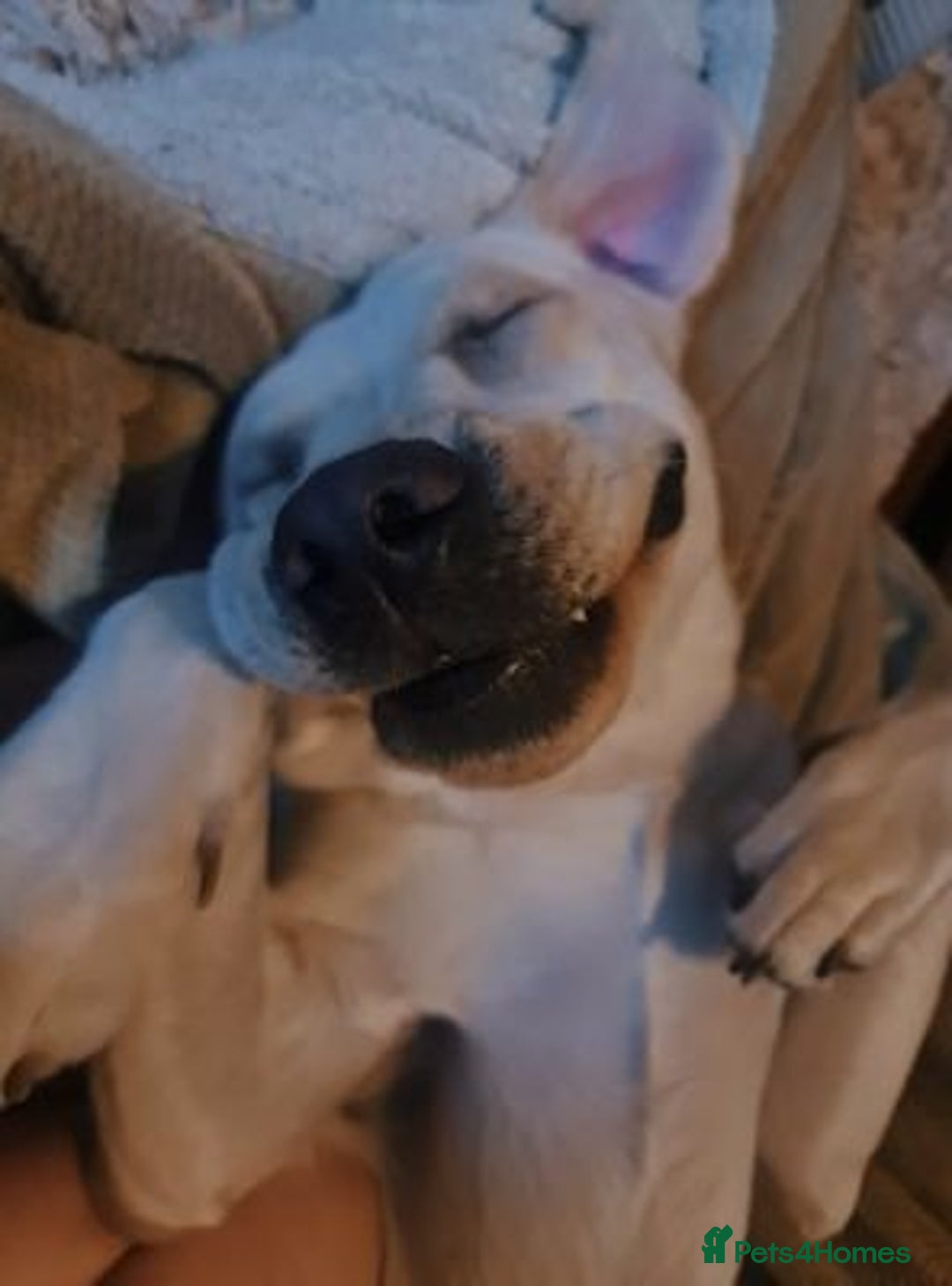 Labrador Retriever dogs for sale: Good Labrador retriever - Advert 1