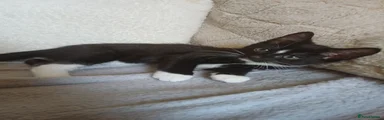 Tuxedo Black and White Girl