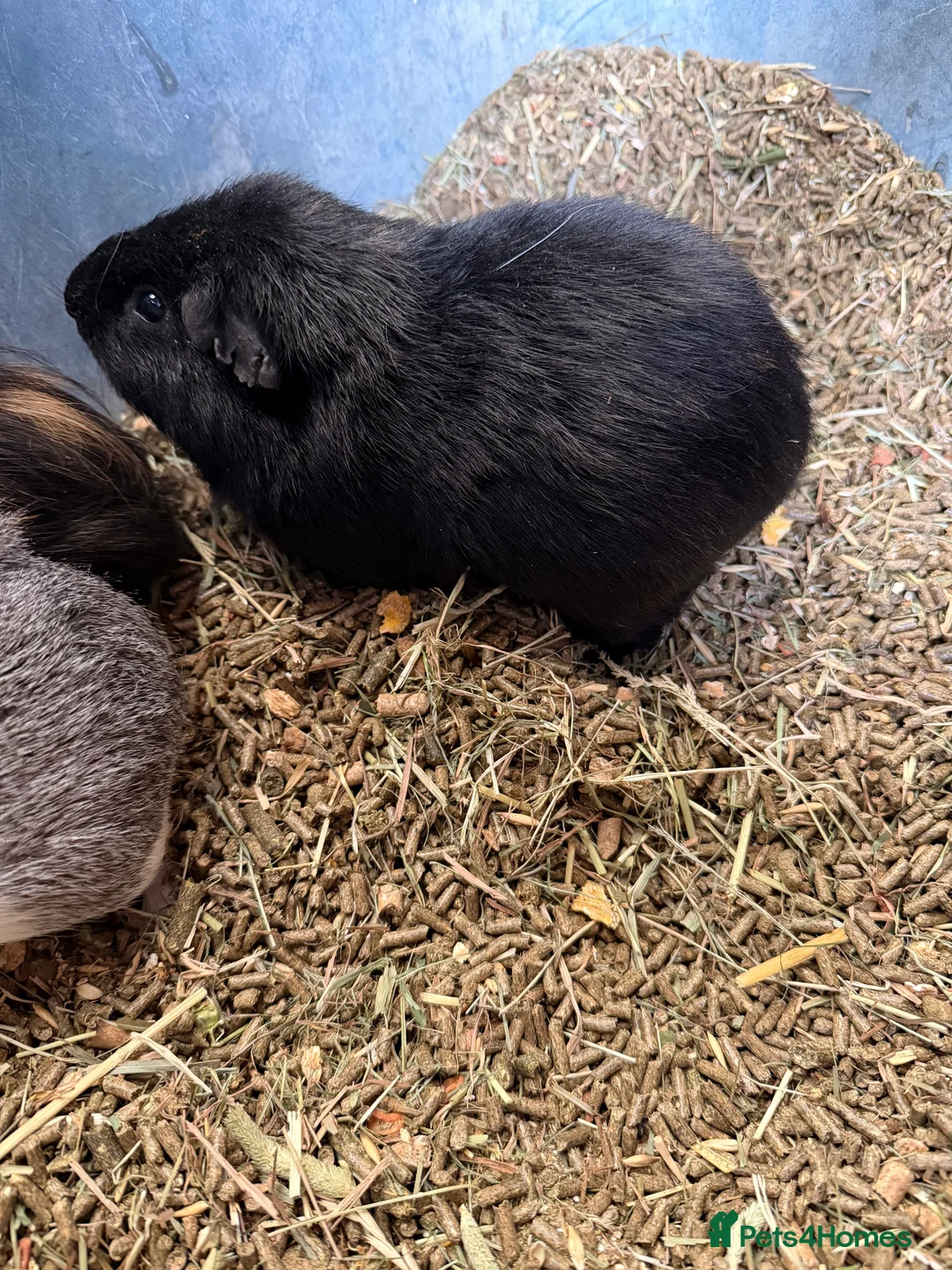 Guinea Pig rodents for sale: All male guinea pigs  - Advert 2