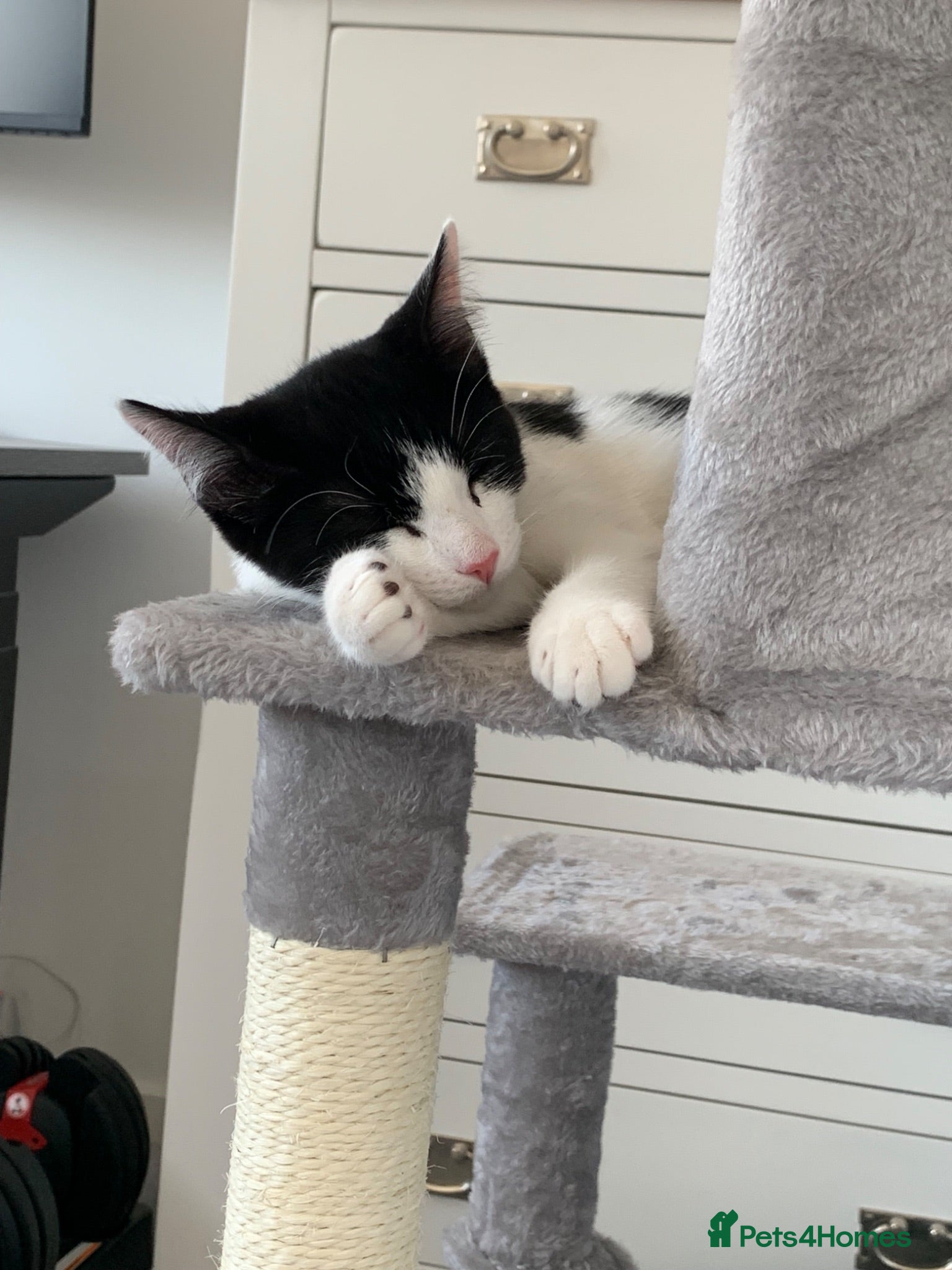 Mixed Breed cats Beautiful Male Kitten – Ready to Leave Now  - Advert 10