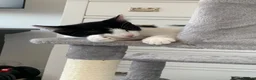 Mixed Breed cats for sale: Beautiful Male Kitten – Ready to Leave Now  - Advert 5