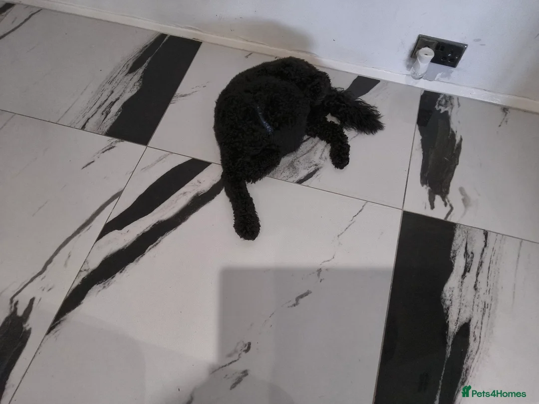 Cockapoo dogs for sale: Looking to rehome our Pup 'ROSCOE 9month old male  - Advert 2