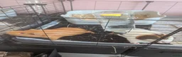 Guinea Pig rodents for sale: 4 male guinea pigs  - Advert 7