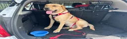 Labrador Retriever dogs for stud: Buddy  - Advert 4