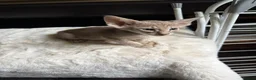 Oriental cats for sale: GCCF Oriental Kittens  in Stratford-upon-Avon - Advert 4