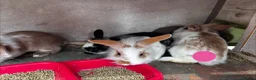 Mini Lion Lop rabbits for sale: 5 Beautiful Mini Lionhead Lops £50 Each. - Advert 7