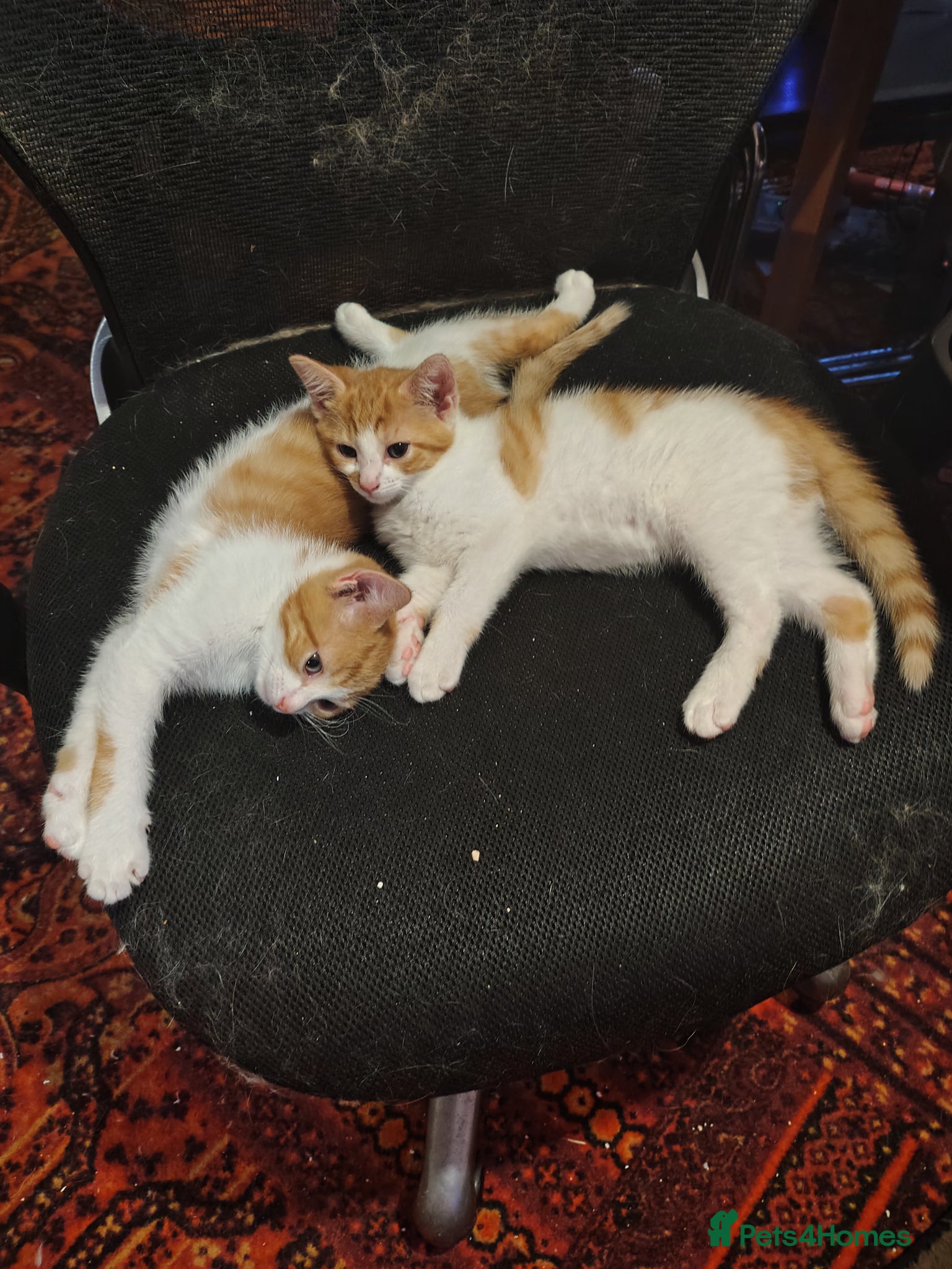 Mixed Breed cats Two ginger and white kitten's  - Advert 6