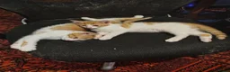Mixed Breed cats for sale: Two ginger and white kitten's in Glasgow - Advert 3