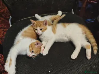Mixed Breed cats Two ginger and white kitten's - Advert 9