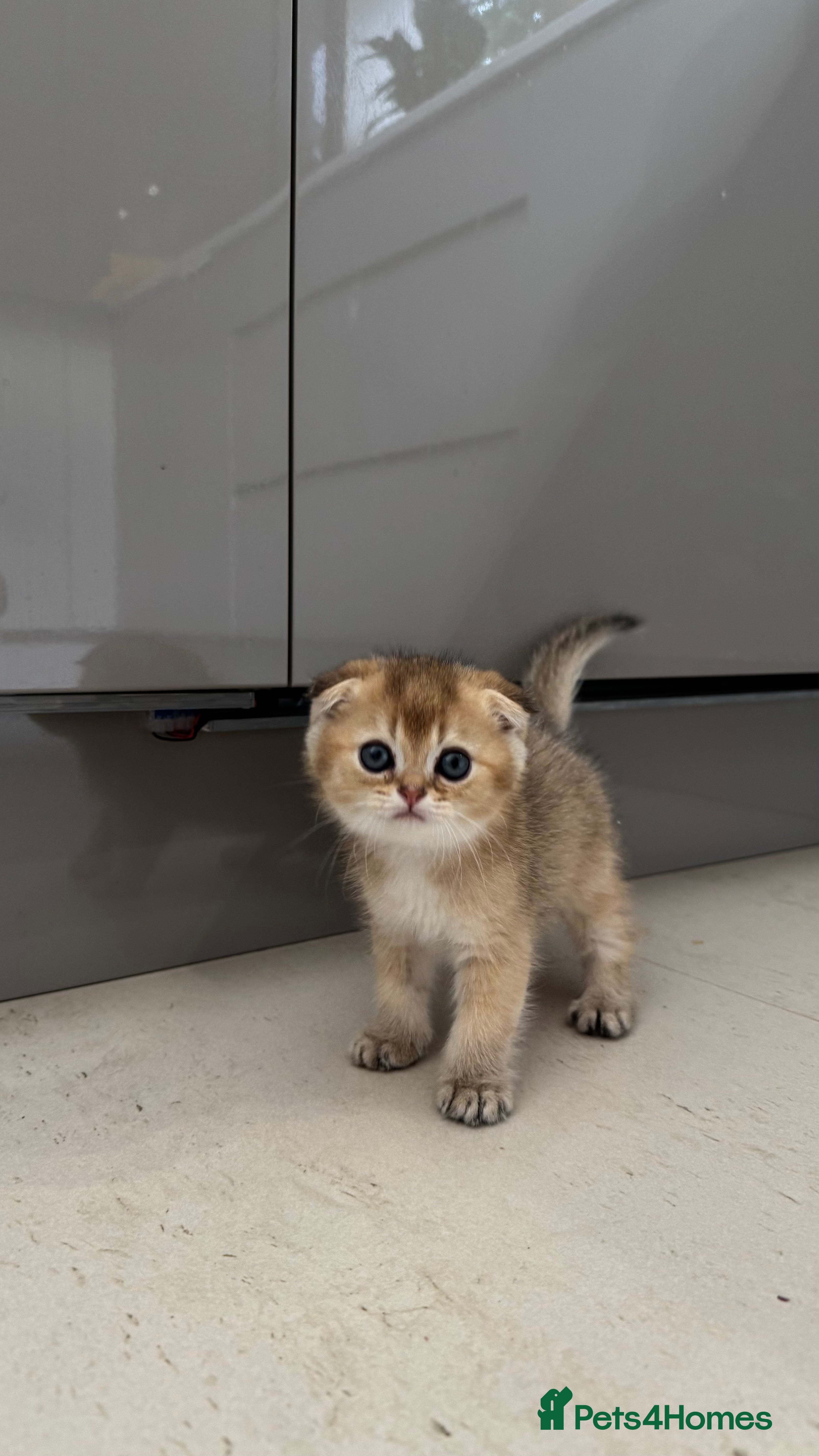 British Shorthair cats Scottish fold golden chinchilla ready for new home - Advert 2