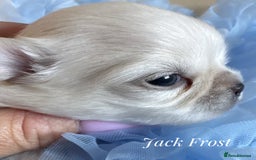 Chihuahua dogs for sale: KC qulity LC cream/white chihuahua puppies  - Image 7