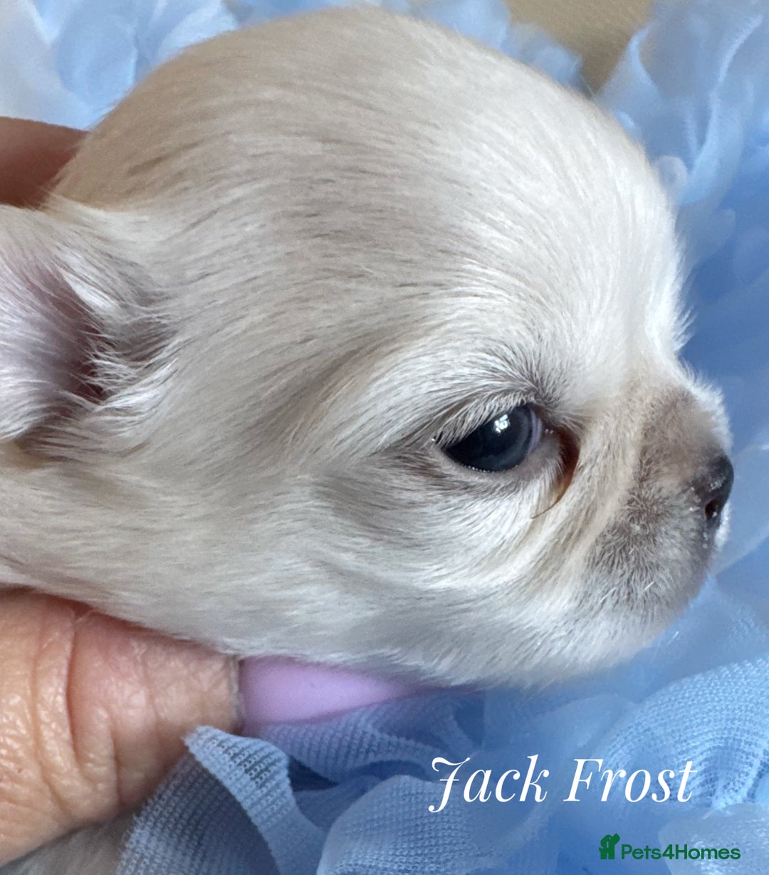 Chihuahua dogs for sale: KC qulity LC cream/white chihuahua puppies  - Image 7