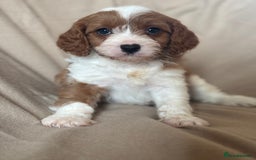 Cavapoo dogs for sale: F1 CAVAPOO PUPPIES - Image 10