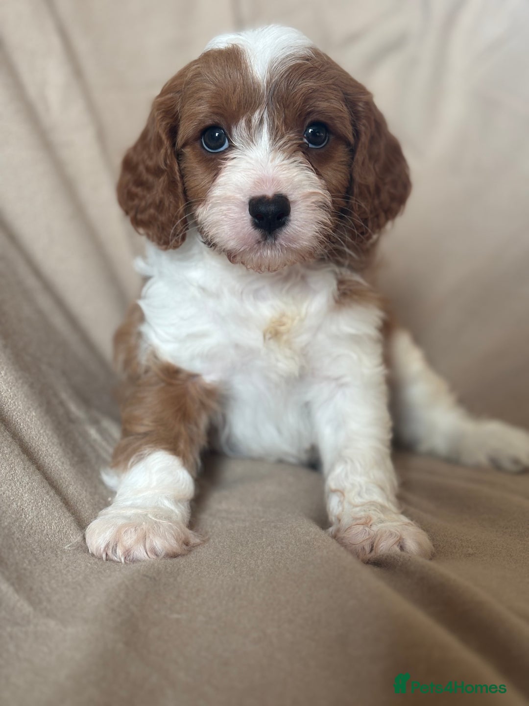 Cavapoo dogs for sale: F1 CAVAPOO PUPPIES - Image 10