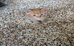 British Shorthair cats for sale: My gorgeous boys are looking for new lap 🏡  - Image 4