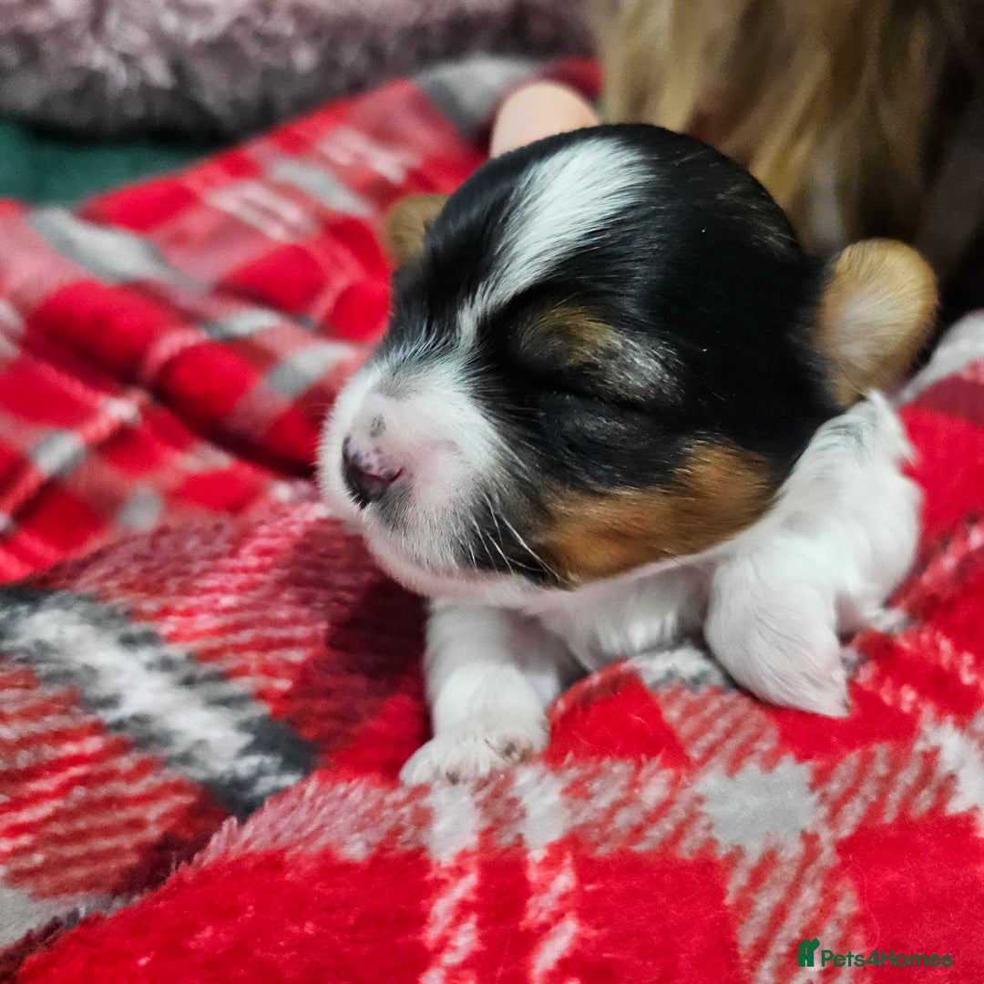 Yorkshire Terrier dogs for sale: Two beautiful Yorkshire Terrier (Biewer) puppies - Advert 15