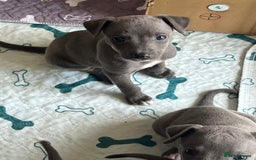 Whippet dogs for sale: One boy left, KC registered  - Image 5