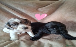 Cocker Spaniel dogs for sale: Cocker spaniel puppies  - Image 10