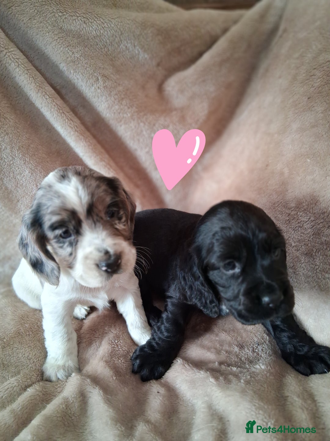 Cocker Spaniel dogs for sale: Cocker spaniel puppies  - Image 10