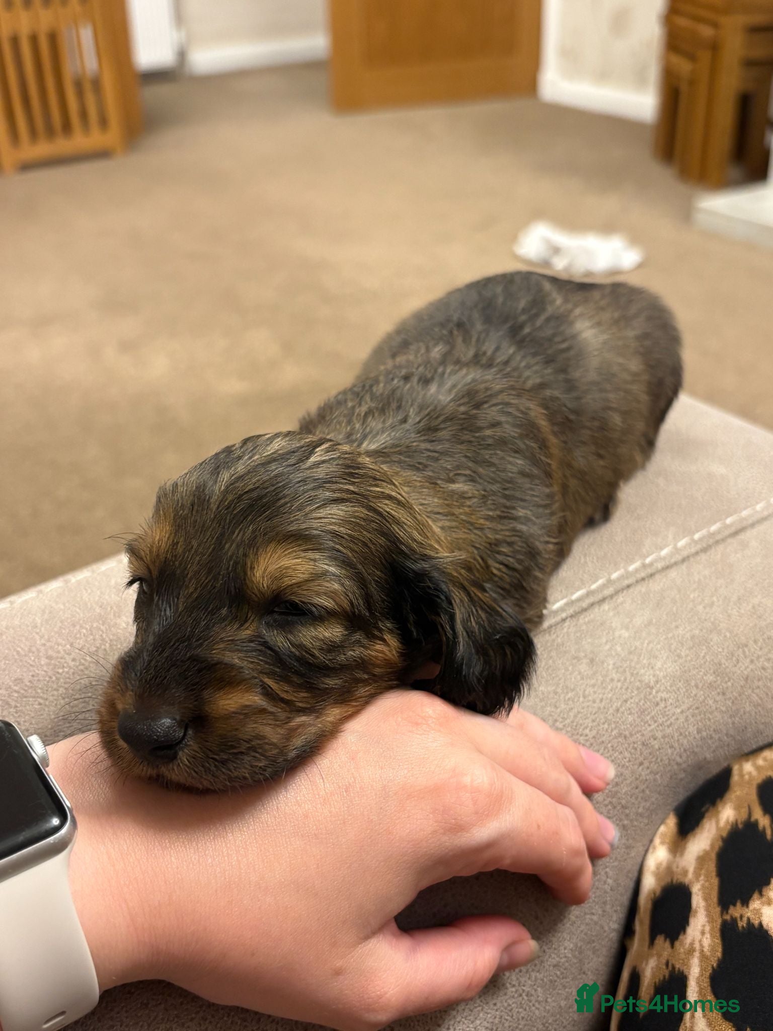 Dachshund dogs Standard Long Haired Dachshunds - Advert 2