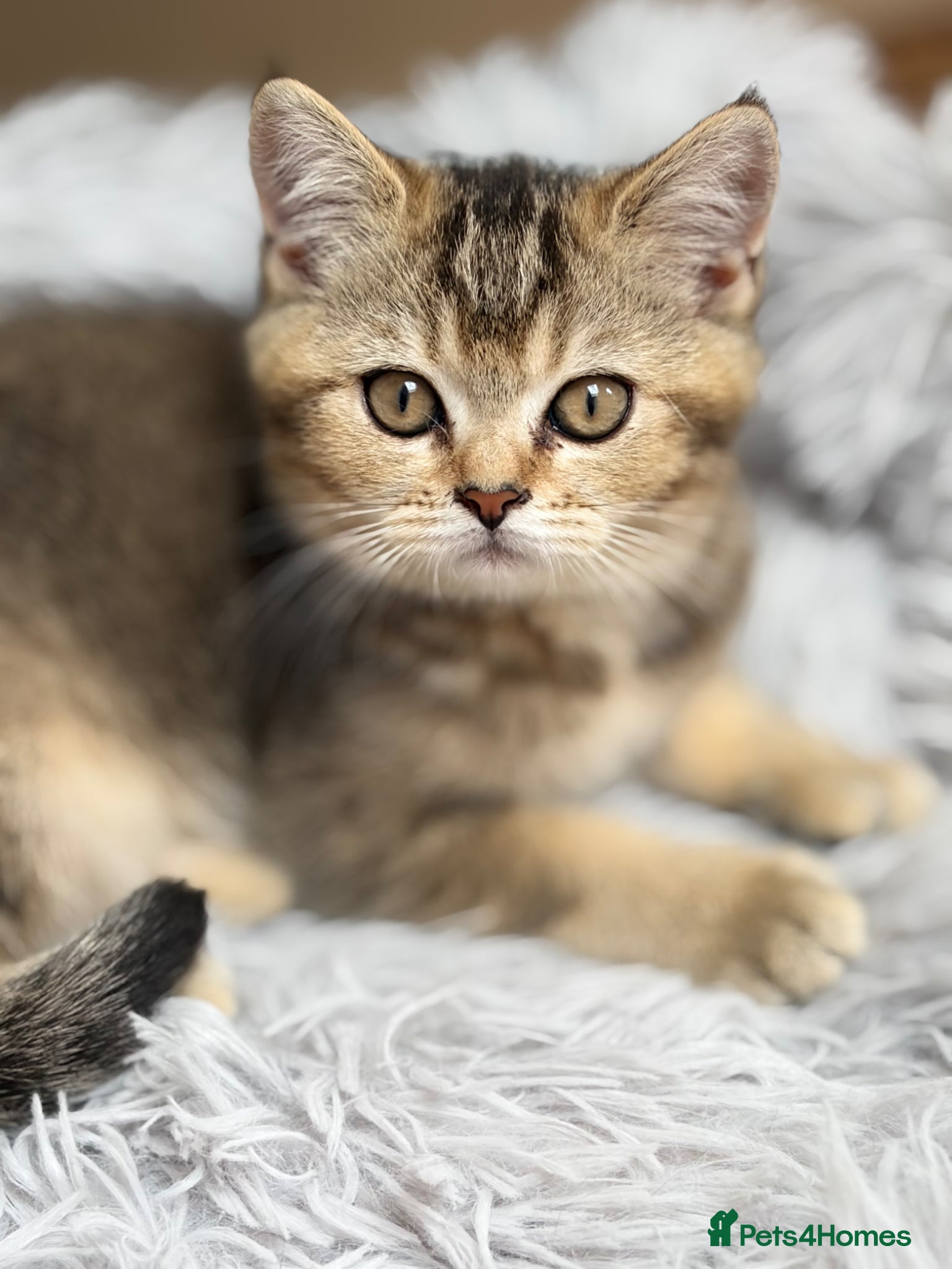 British Shorthair cats Pure Pedigree Golden Tabby NY21 British Shorthair - Advert 1