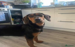 Mixed Breed dogs for adoption: AUTUMN - leaves a mark in your heart! - Image 1