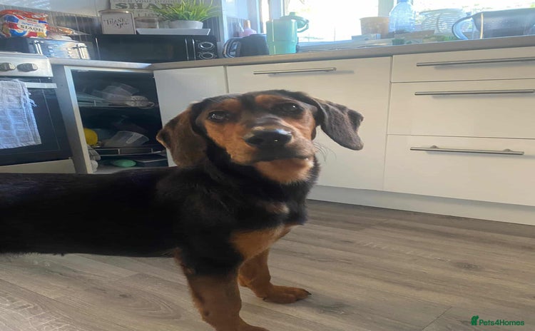 Mixed Breed dogs - Advert 1