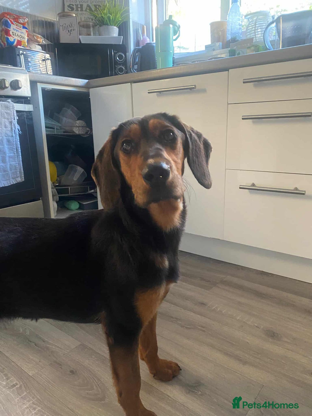 Mixed Breed dogs for adoption: AUTUMN - leaves a mark in your heart! - Image 1
