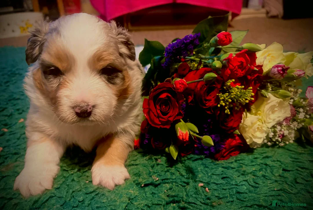 Australian Shepherd dogs for sale: Australian shepherd puppies - Advert 2