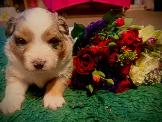 Australian Shepherd dogs Australian shepherd puppies - Advert 12