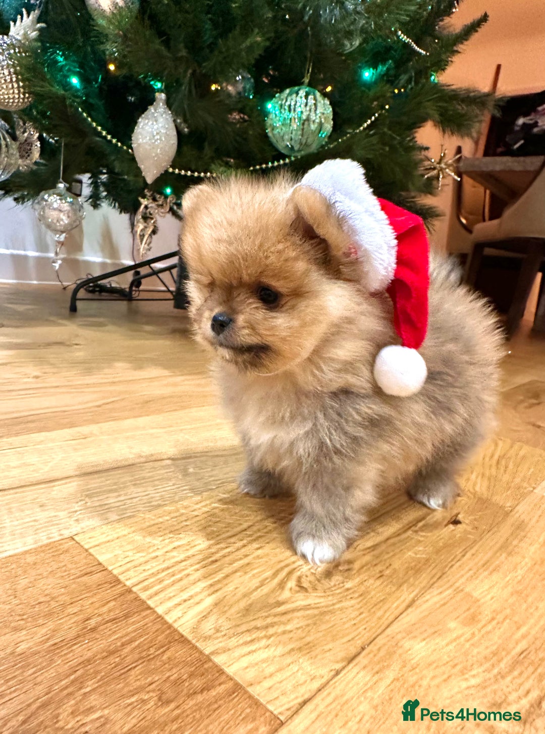 Pomeranian dogs for sale: Pomeranian teddy bear face puppies🐶 - Advert 13