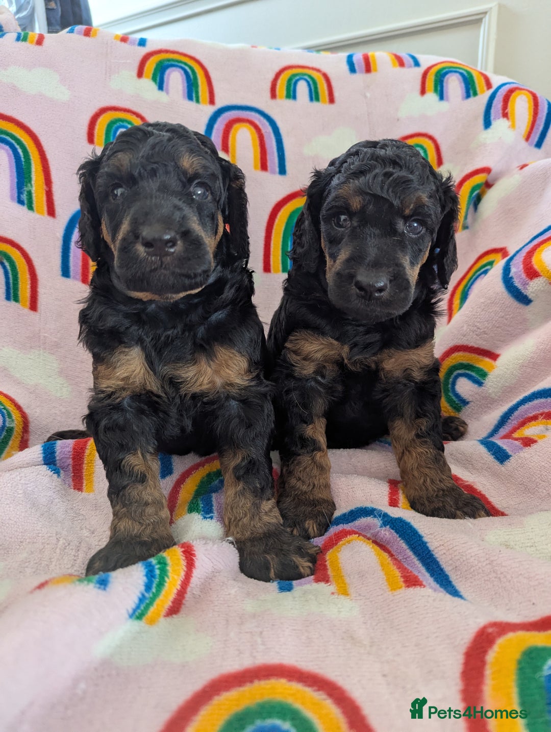 Miniature Poodle dogs for sale: Stunning Red & Phantom Poodles - Image 20