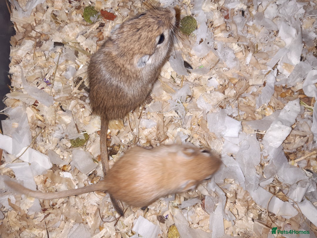 Gerbil rodents for sale: Super friendly gerbils from hobby breeder  - Image 22