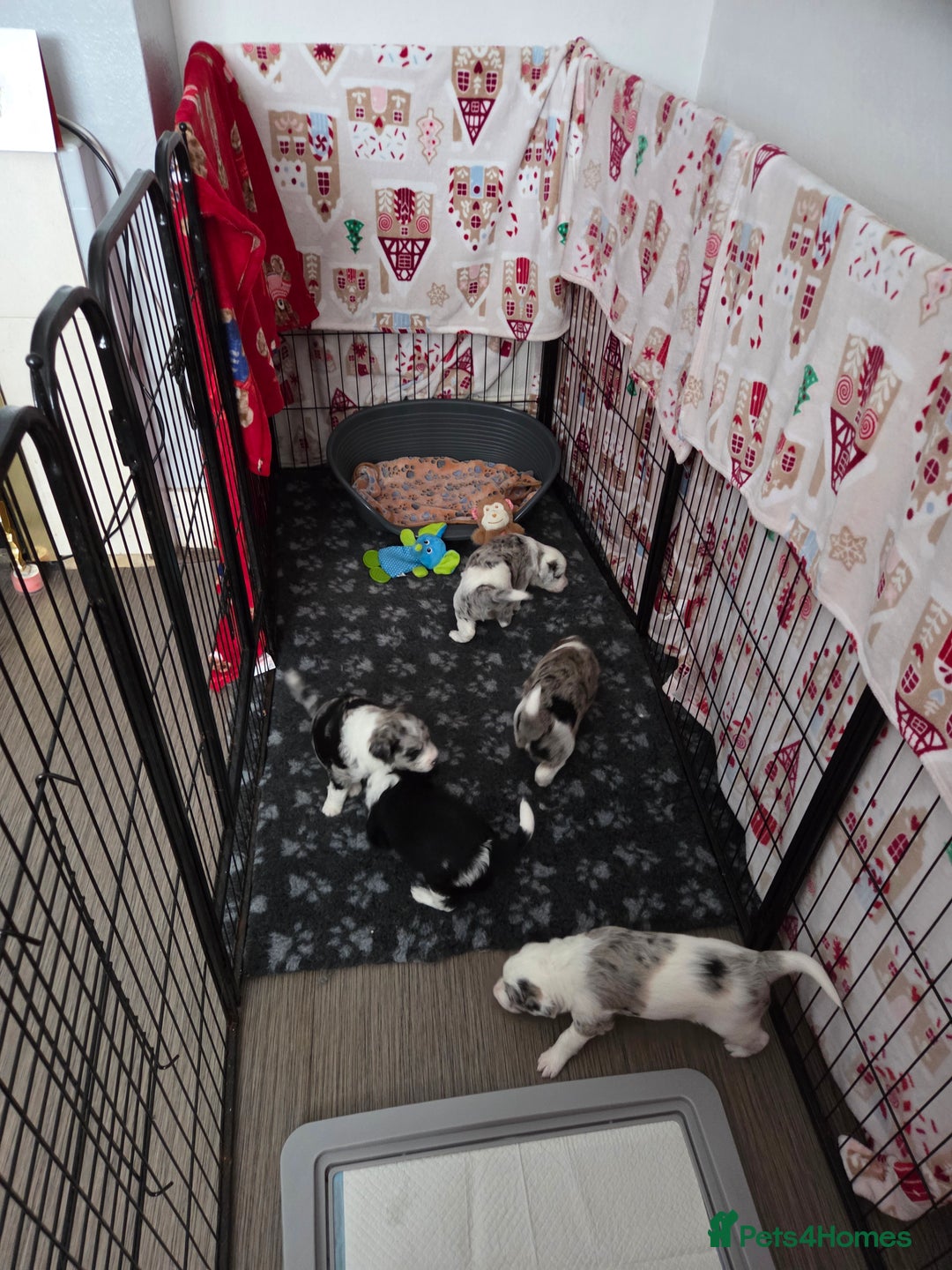 Bordoodle dogs for sale: Beautiful mixed colour bordoodles for sale  - Advert 6