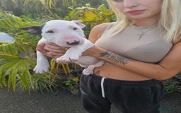 English Bull Terrier dogs for sale: English bullterrier pups for sale  - Image 26